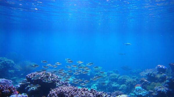 Top conseils d'experts sur l'aquariophilie marine